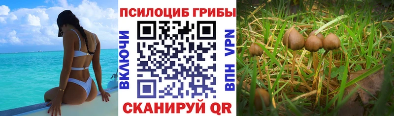 хочу   Старая Русса  нарко площадка формула  Галлюциногенные грибы ЛСД 